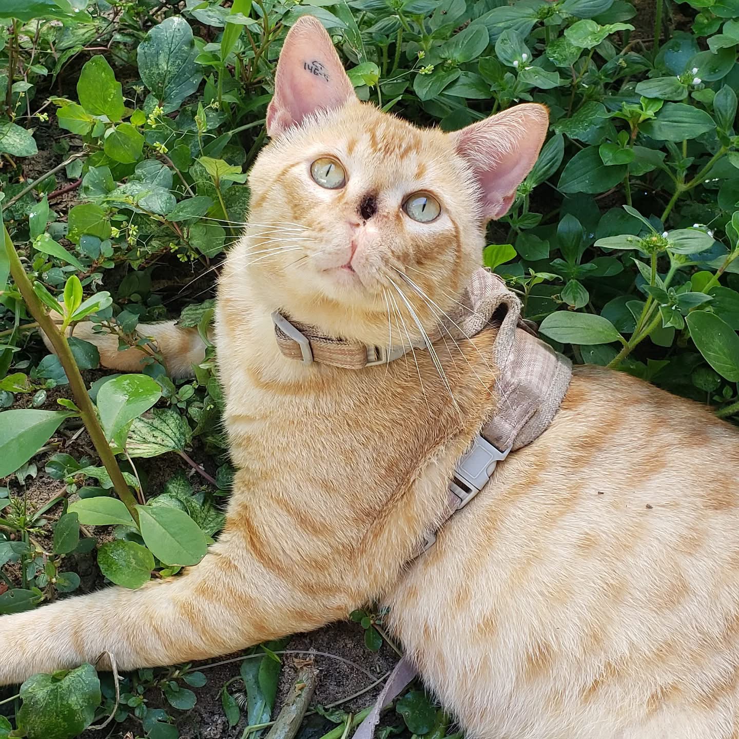 GARFIELD