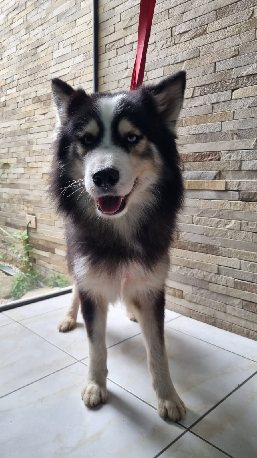 Remo 