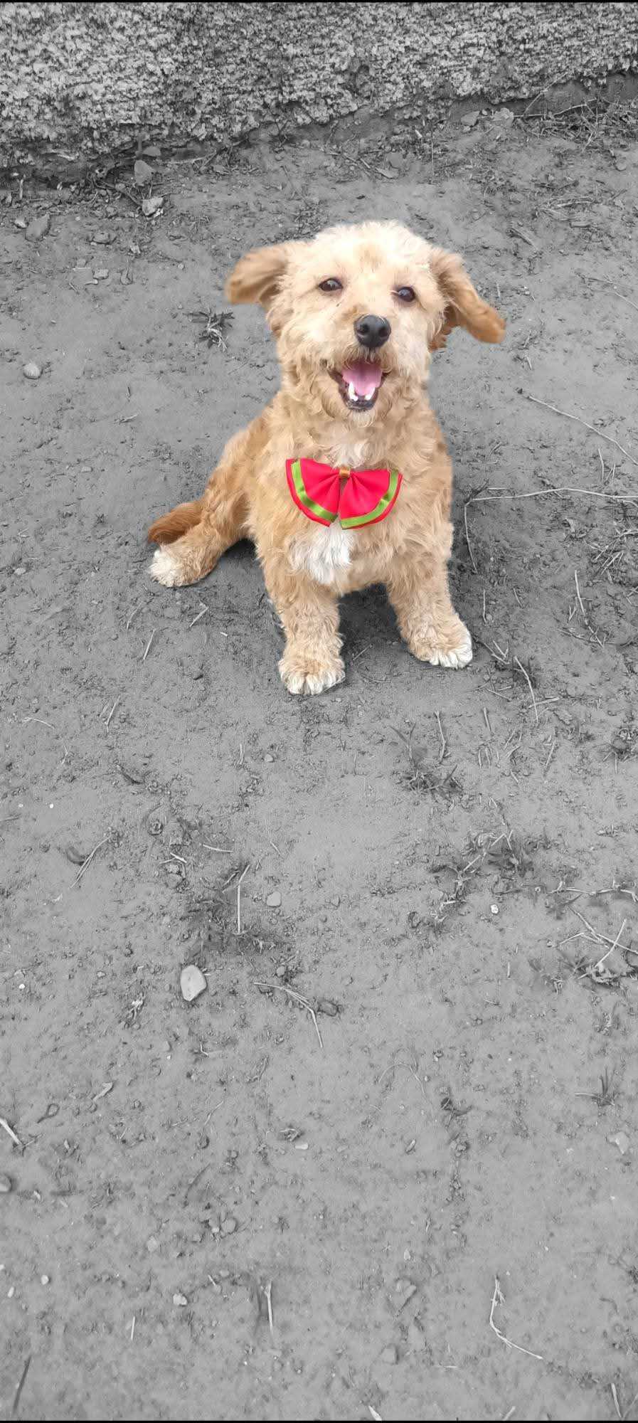Estrella