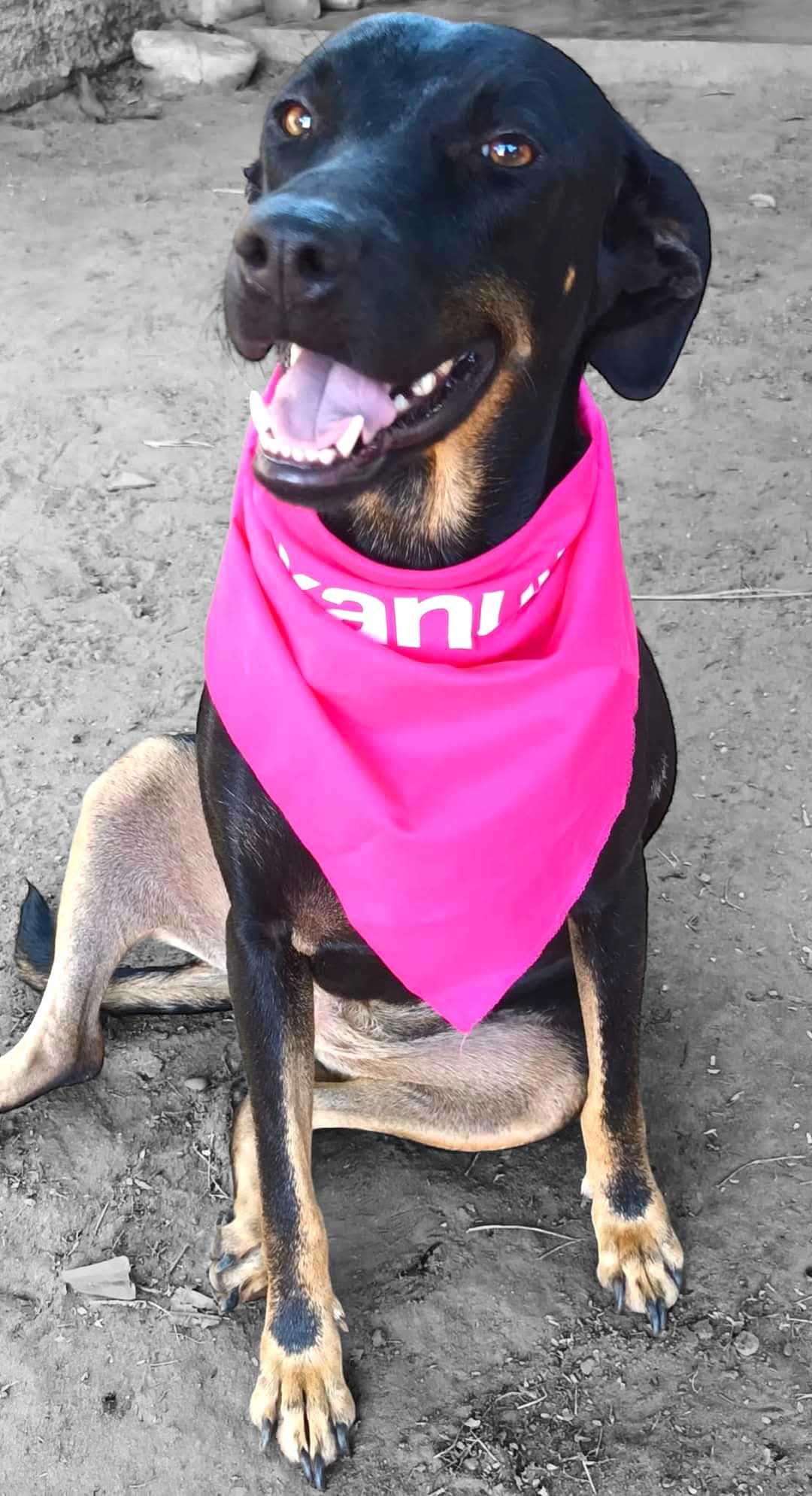 Dorita