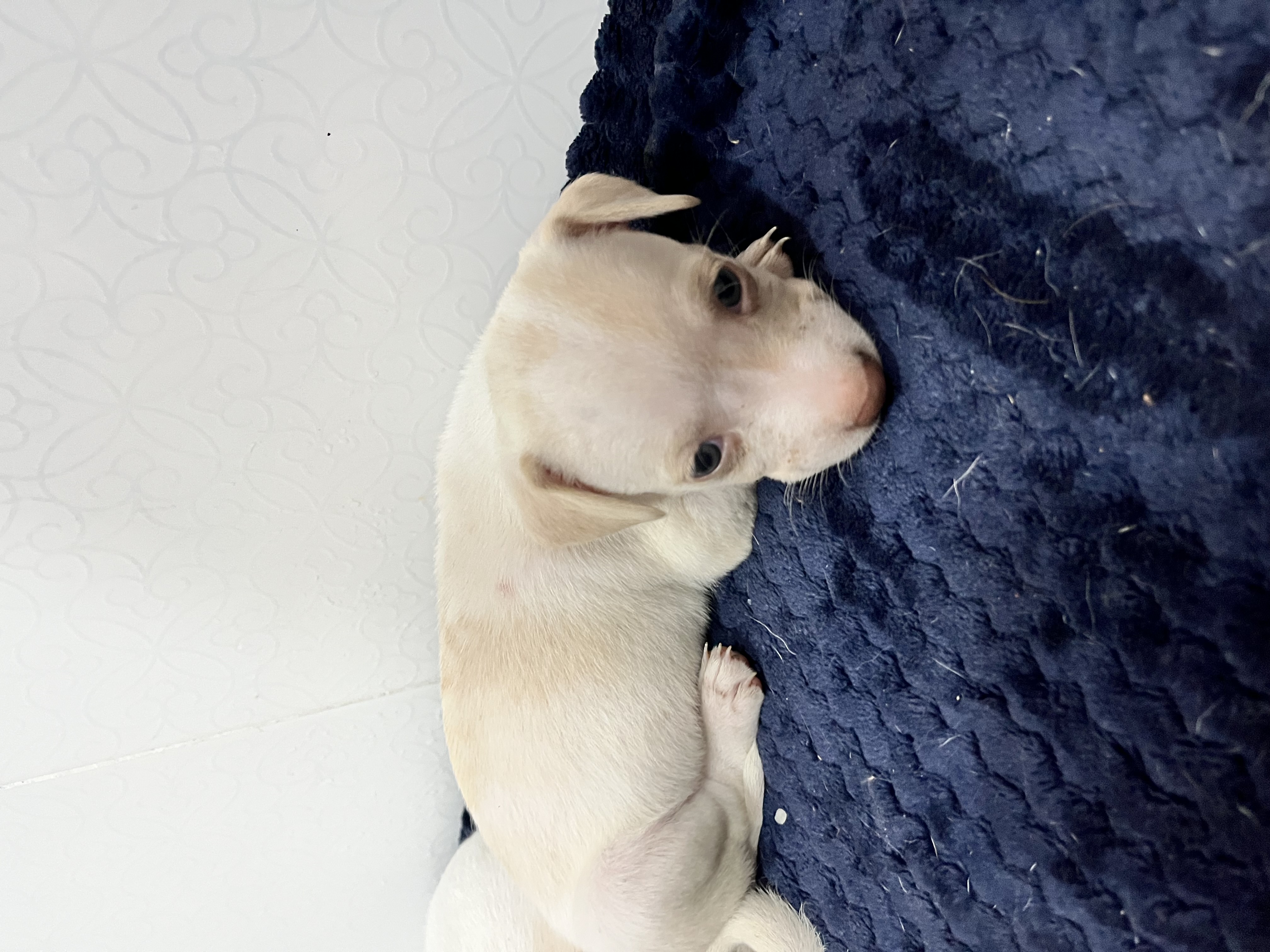 Perla