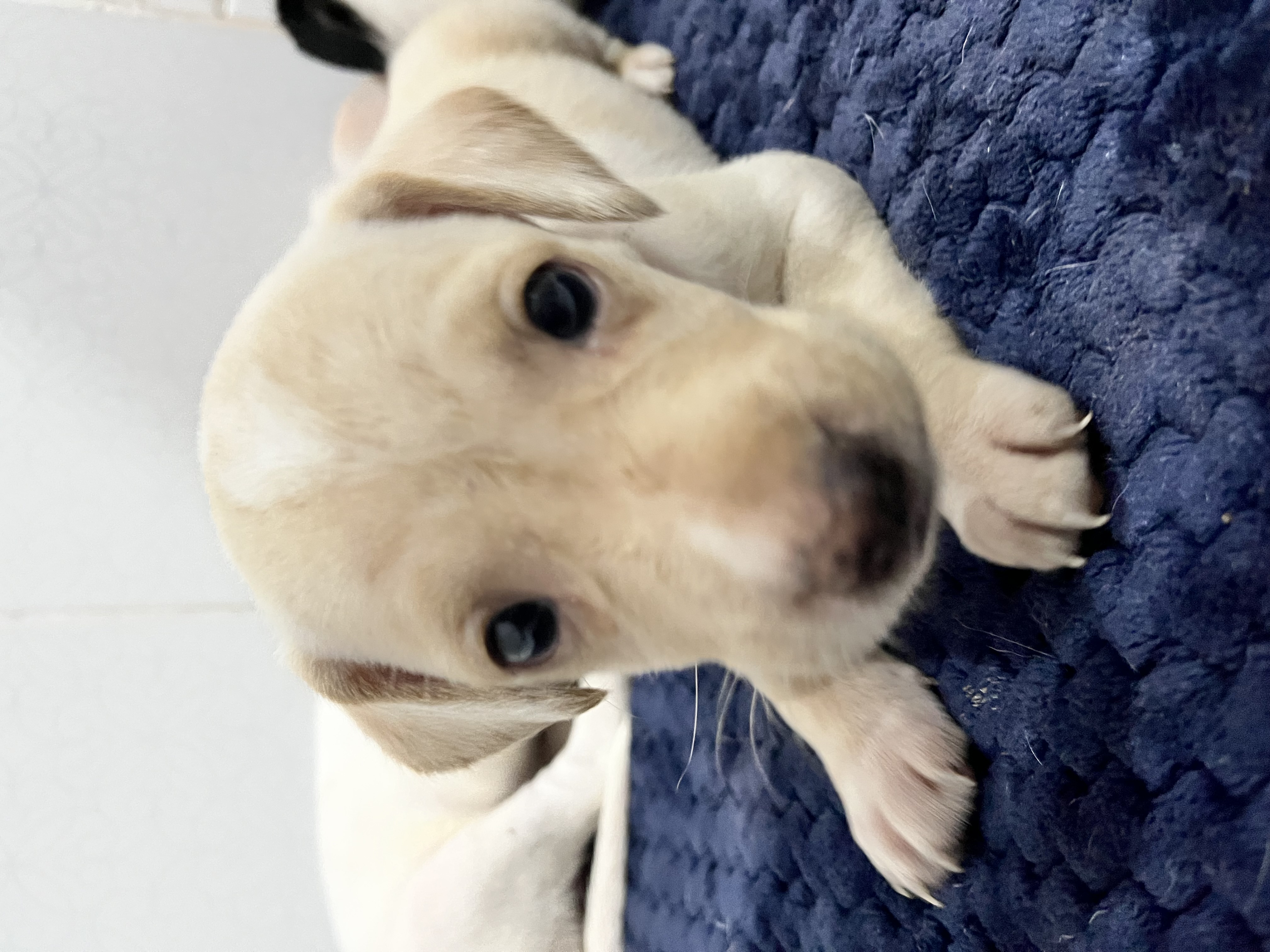 Dulce